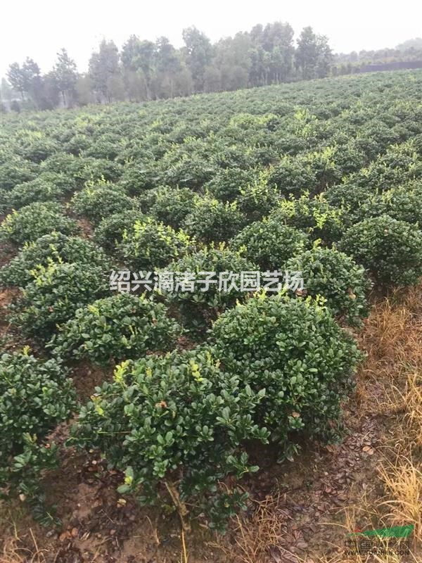 精品无刺枸骨球 冠副80厘米-1米 