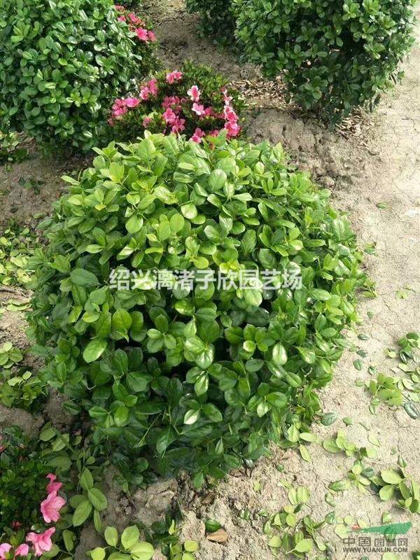 精品无刺枸骨球 冠副80厘米-1米 