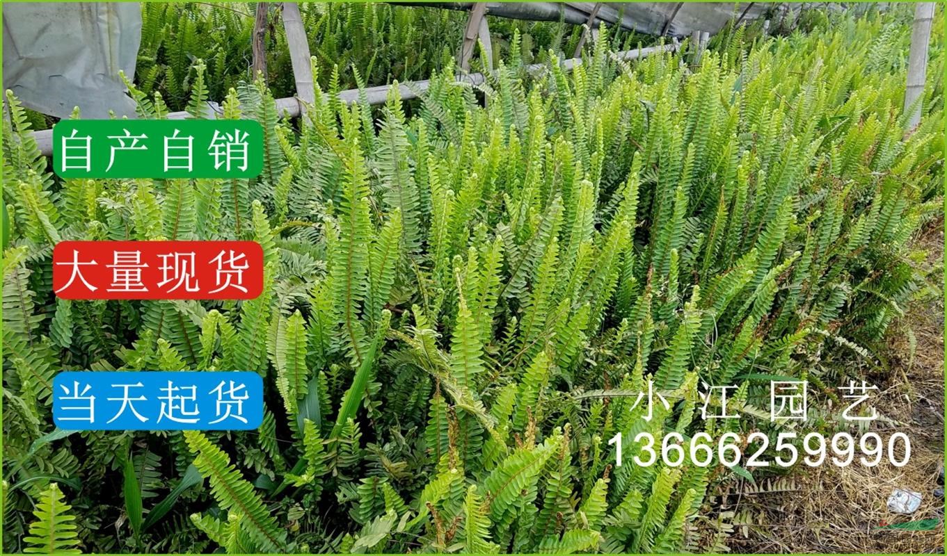 自產(chǎn)銷腎厥小苗基地 四川杯栽腎厥營養(yǎng)袋苗 成都地栽腎厥苗