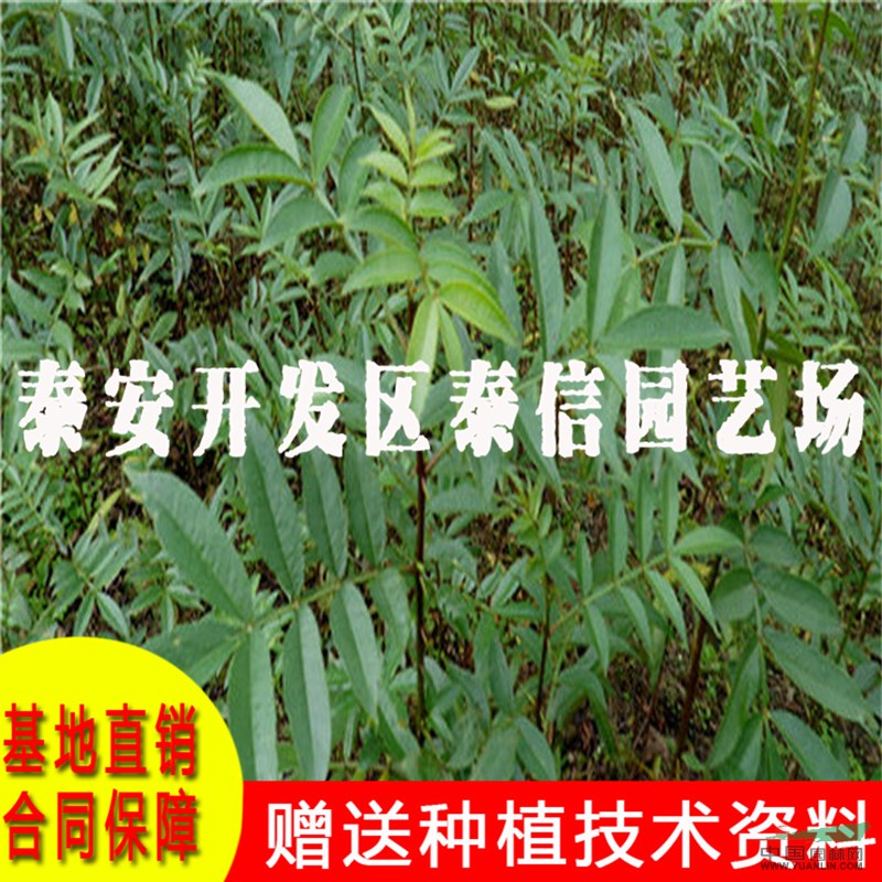 大紅袍花椒苗價(jià)格 大紅袍花椒苗批發(fā)