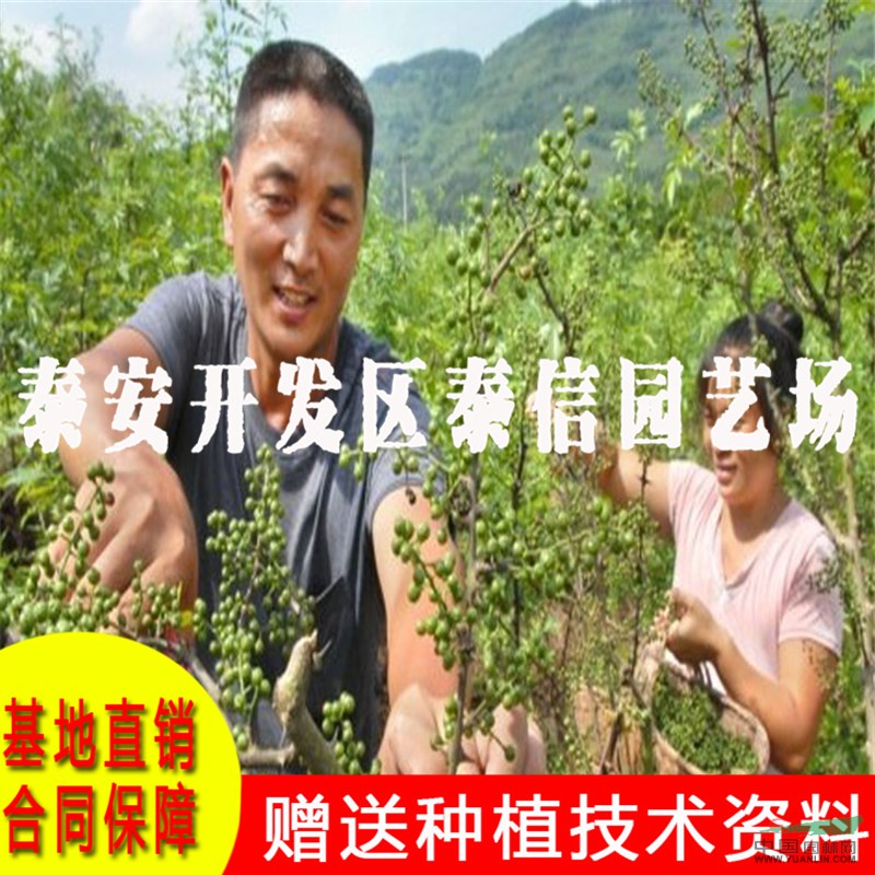 大紅袍花椒苗價(jià)格 大紅袍花椒苗批發(fā)