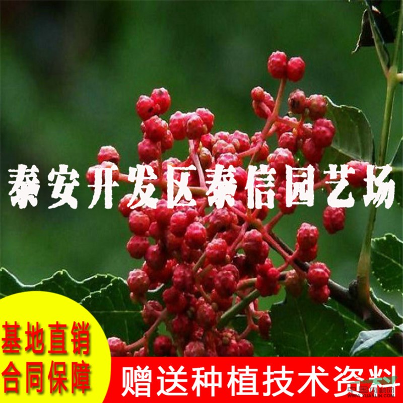 白里椒花椒苗基地 白里椒花椒苗批發(fā)