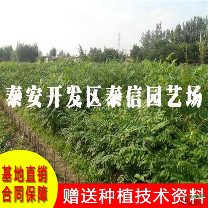 大棚紅香椿苗基地 大棚紅香椿苗批發(fā)