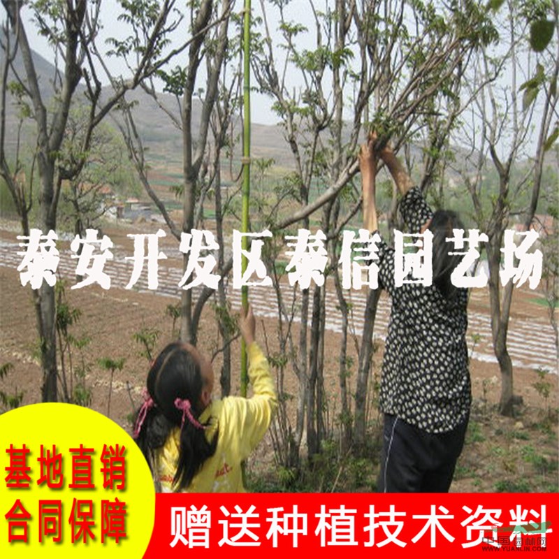 大棚紅香椿苗基地 大棚紅香椿苗批發(fā)