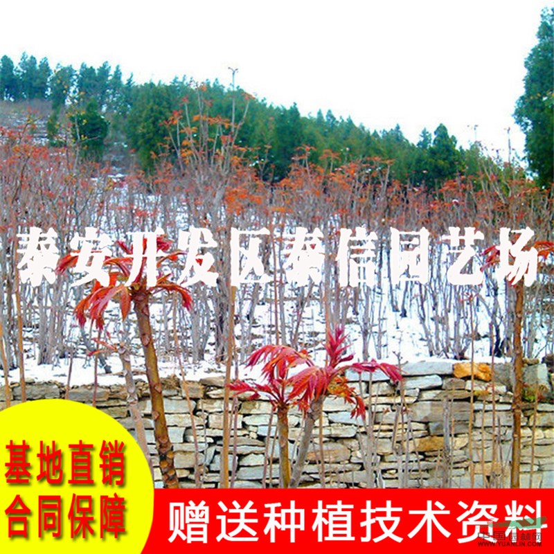 紅油香椿苗基地 紅油香椿苗批發(fā)