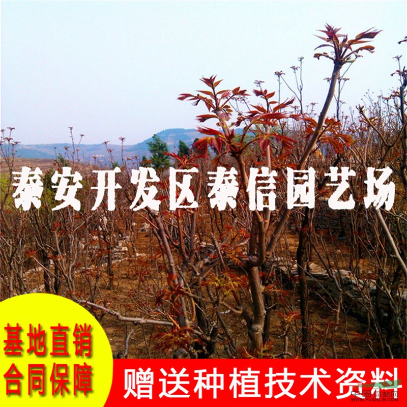 紅油香椿苗基地 紅油香椿苗批發(fā)