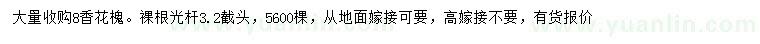 求購8公分香花槐