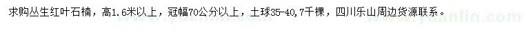 求購高1.6米以上叢生紅葉石楠