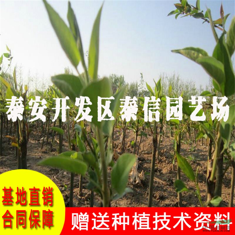 玉露香梨苗基地 玉露香梨苗批發(fā)