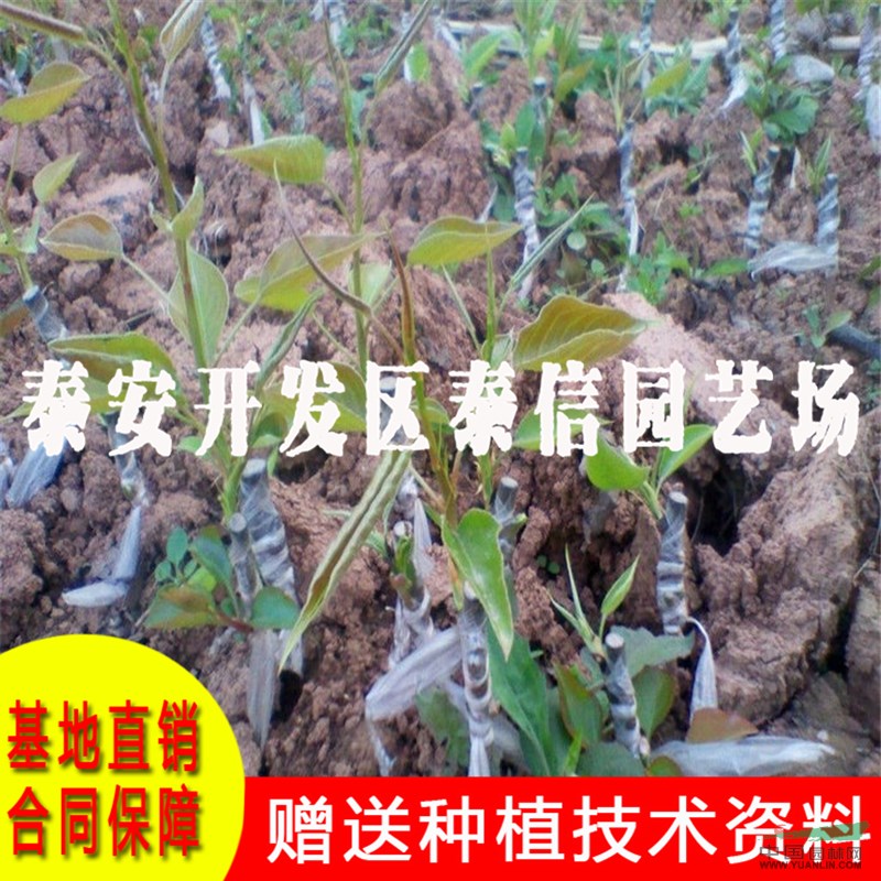 秋月梨苗批發(fā) 秋月梨苗基地