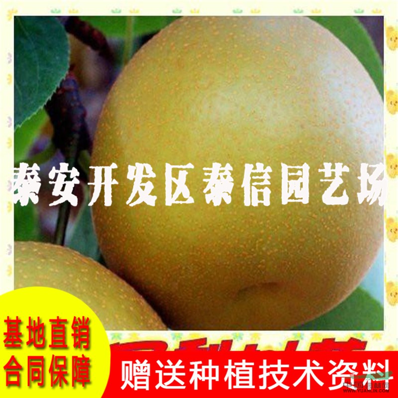 秋月梨苗批發(fā) 秋月梨苗基地
