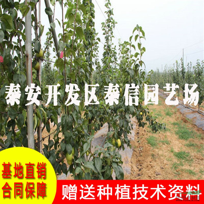 早酥紅梨苗批發(fā) 早酥紅梨苗基地