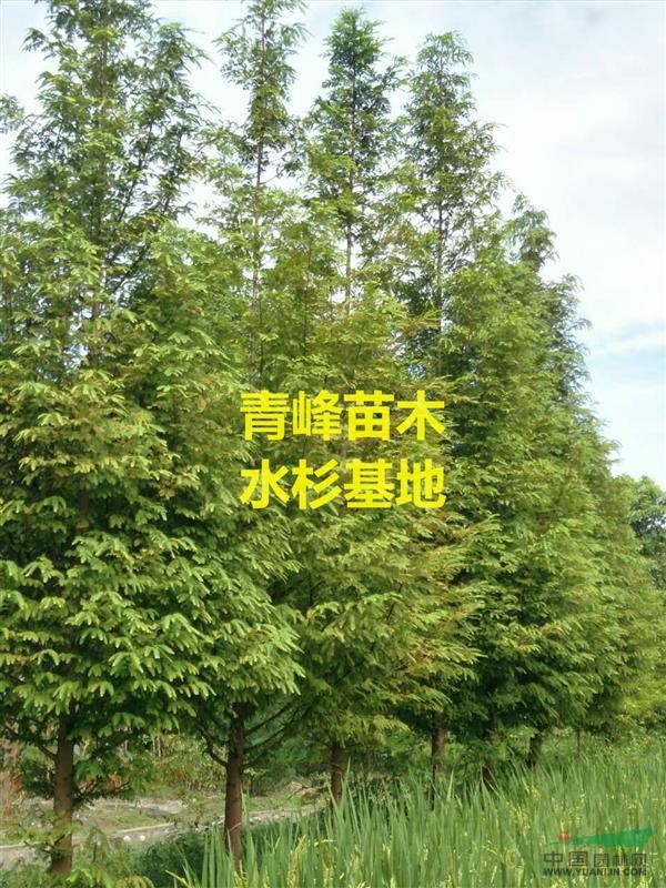 成都水杉 5公分水杉價(jià)格
