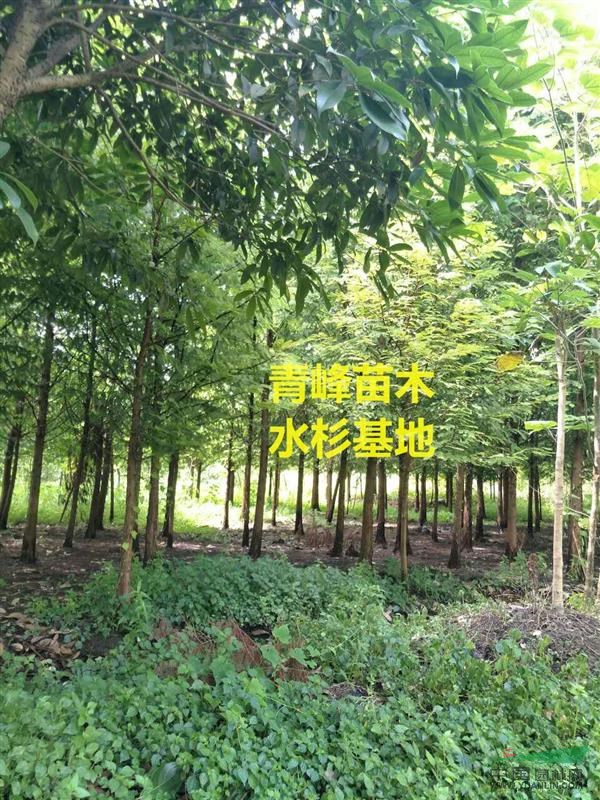 成都水杉 5公分水杉價(jià)格