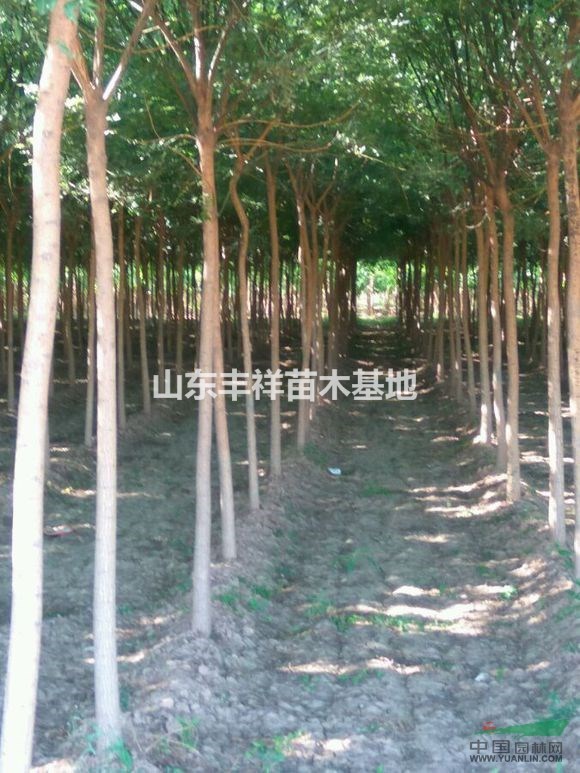 6-8公分國(guó)槐價(jià)格