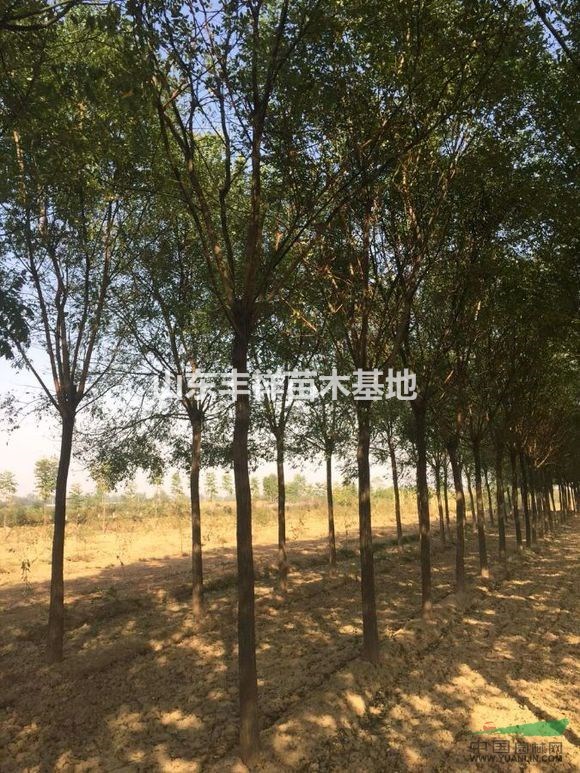 6-8公分國(guó)槐價(jià)格