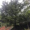 桂林銀杏樹供應：米徑18～30公分