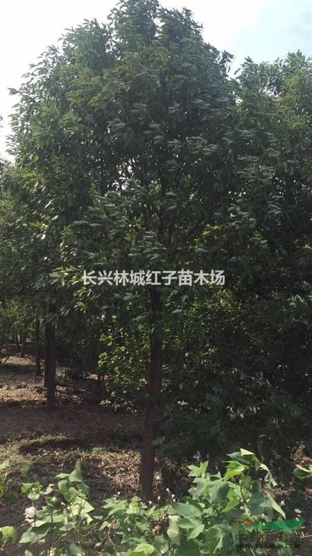 浙江长兴林城提供14公分香樟，量大品质优