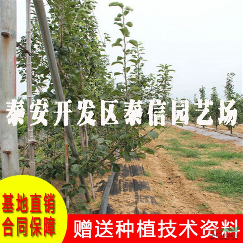 金果梨樹苗基地 金果梨樹苗價格