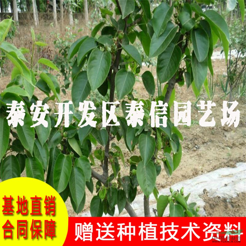 金果梨樹苗基地 金果梨樹苗價格