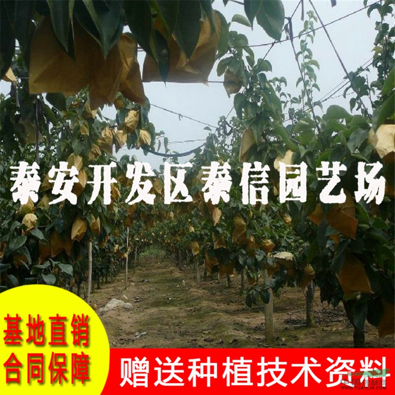 紅梨樹苗價(jià)格 紅梨樹苗批發(fā)