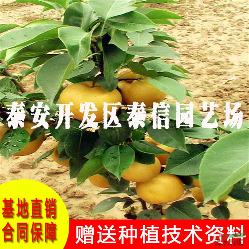 紅梨樹苗價(jià)格 紅梨樹苗批發(fā)