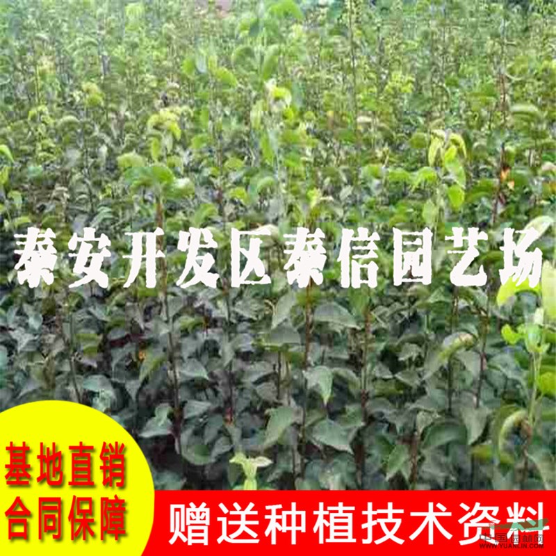 早酥紅梨樹(shù)苗批發(fā) 早酥紅梨樹(shù)苗價(jià)格