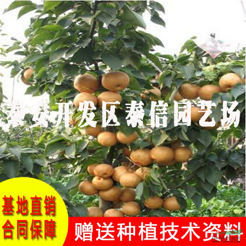 早酥紅梨樹(shù)苗批發(fā) 早酥紅梨樹(shù)苗價(jià)格