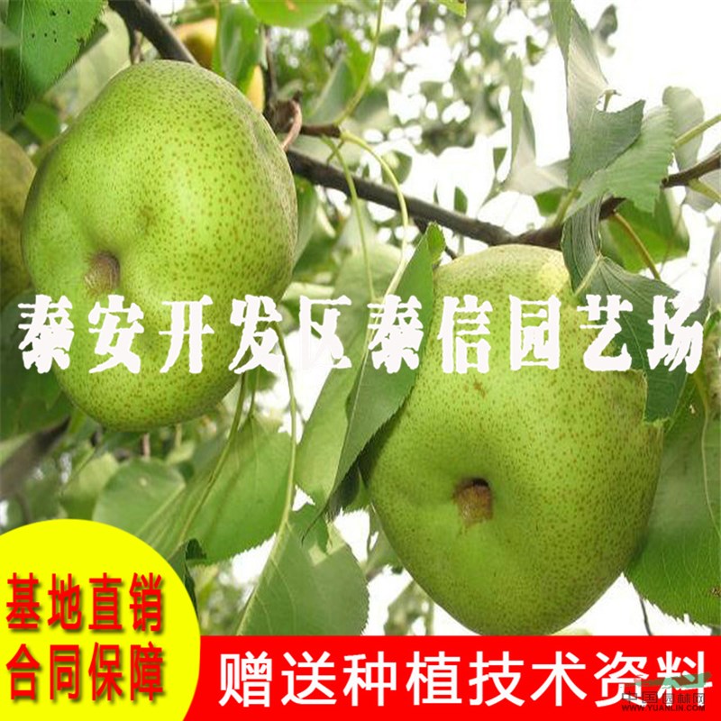 稀世紅梨樹(shù)苗價(jià)格 稀世紅梨樹(shù)苗基地