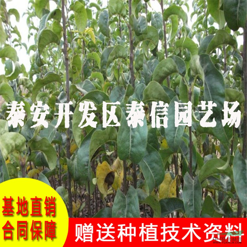 稀世紅梨樹(shù)苗價(jià)格 稀世紅梨樹(shù)苗基地