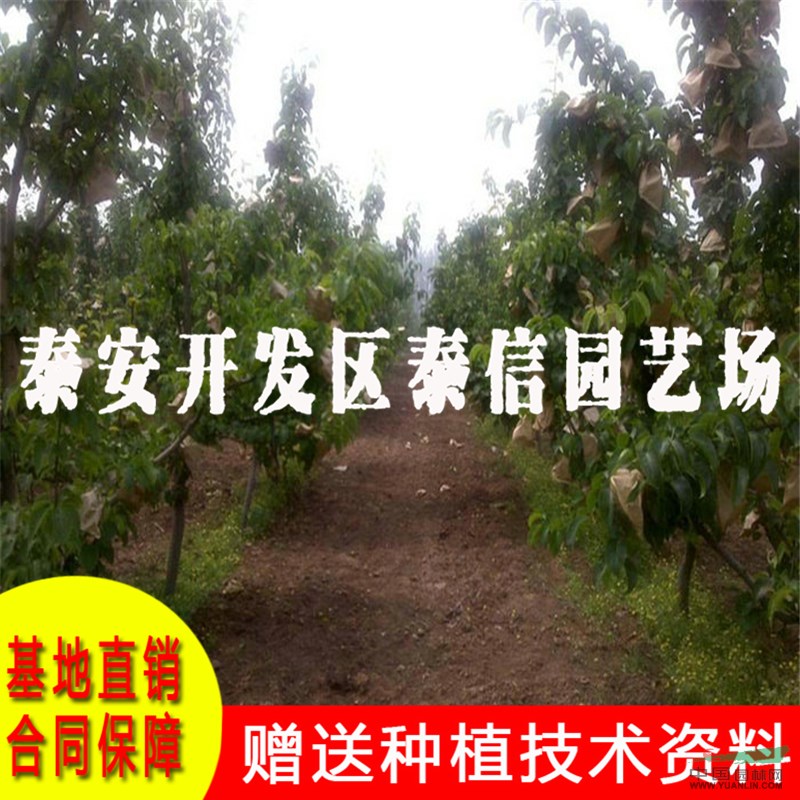 皇冠梨樹(shù)苗批發(fā) 皇冠梨樹(shù)苗基地