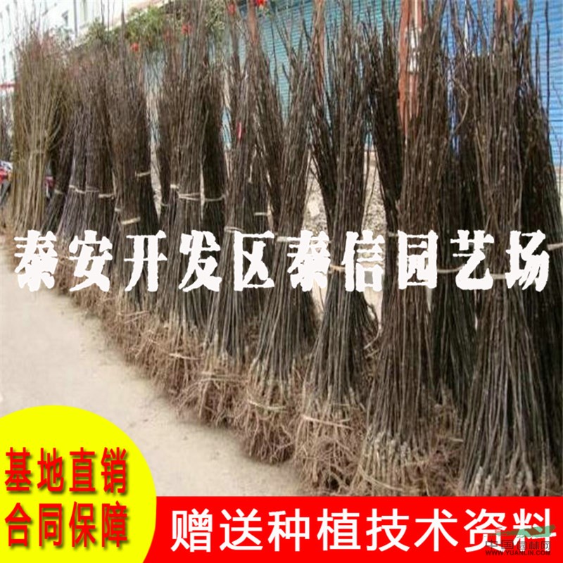 皇冠梨樹(shù)苗批發(fā) 皇冠梨樹(shù)苗基地