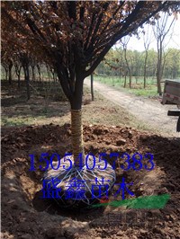 山東10公分紅葉碧桃具體價(jià)格