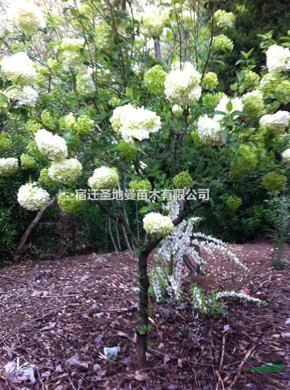 大花木繡球  八仙花  繡球花 紅葉千頭椿  瓜子黃楊 