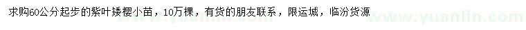 求購60公分以上紫葉矮櫻小苗