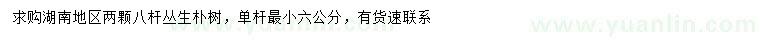 求購(gòu)8分枝叢生樸樹