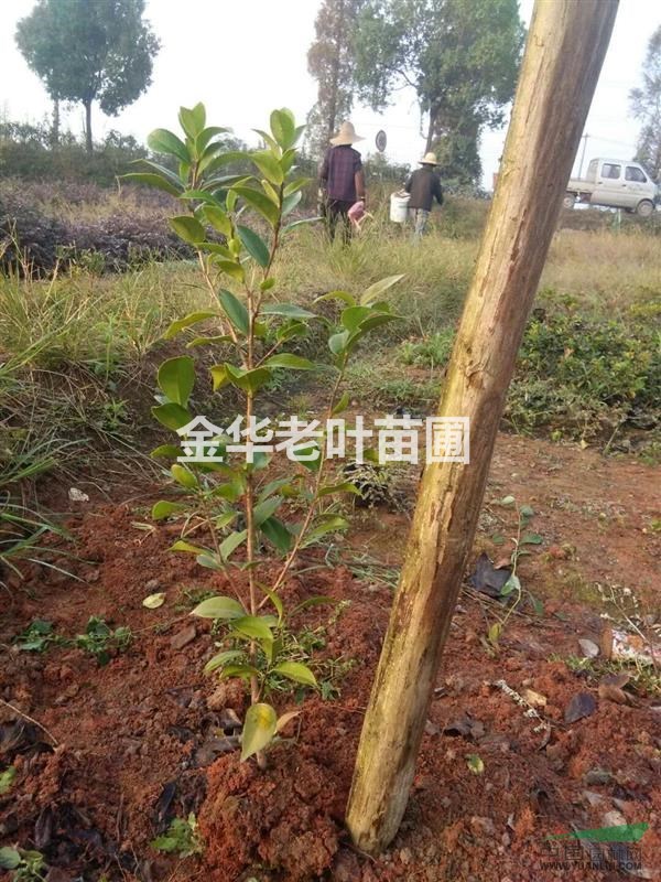 低價出售茶花苗4000棵