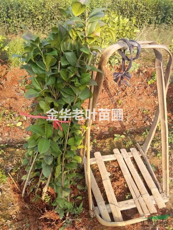 低價出售茶花苗4000棵