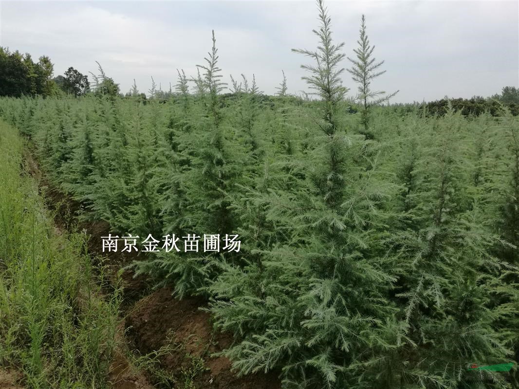 雪松高度1米8需要多少錢