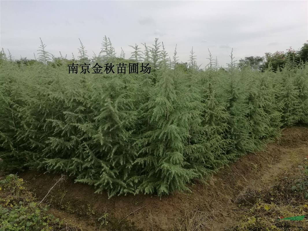 雪松高度1米8需要多少錢