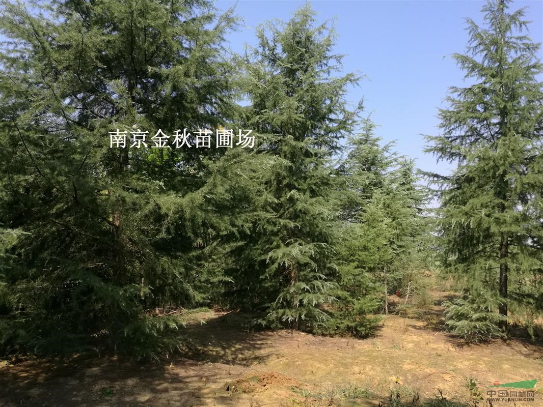 雪松樹(shù)米徑30公分要價(jià)是多少