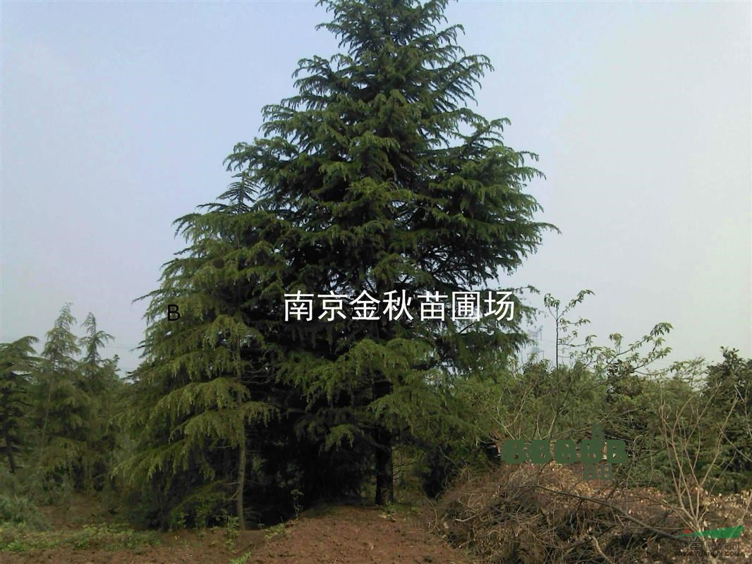 雪松樹(shù)米徑30公分要價(jià)是多少
