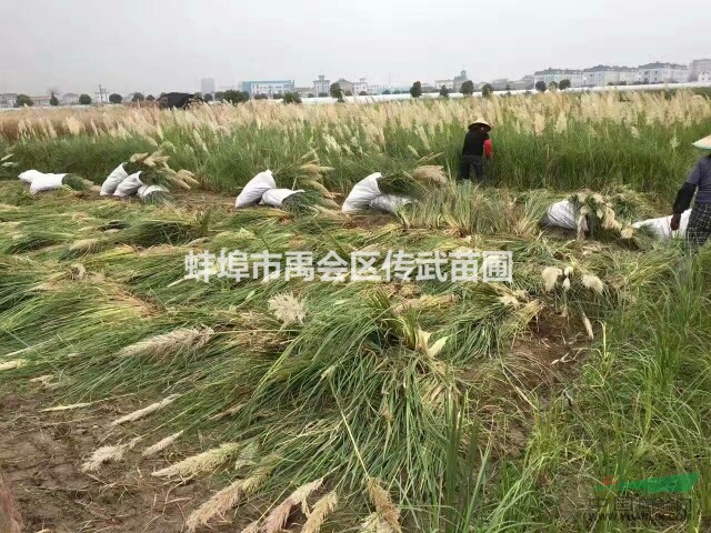 杭州蕭山傳武苗圃常年大量供應(yīng)各種優(yōu)質(zhì)睡蓮