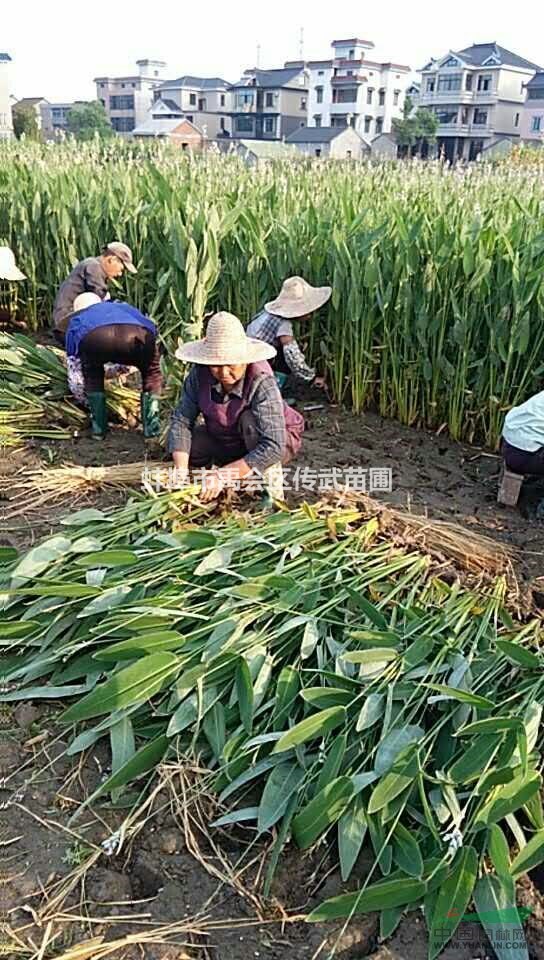 杭州蕭山傳武苗圃常年大量供應(yīng)各種優(yōu)質(zhì)睡蓮