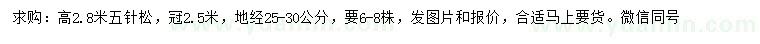 求購高2.8米五針松