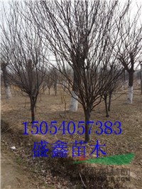 菏澤11公分碧桃價格行情