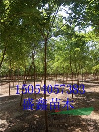 菏澤14公分柿子樹苗具體價格