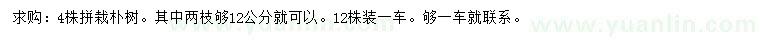 求購12公分樸樹
