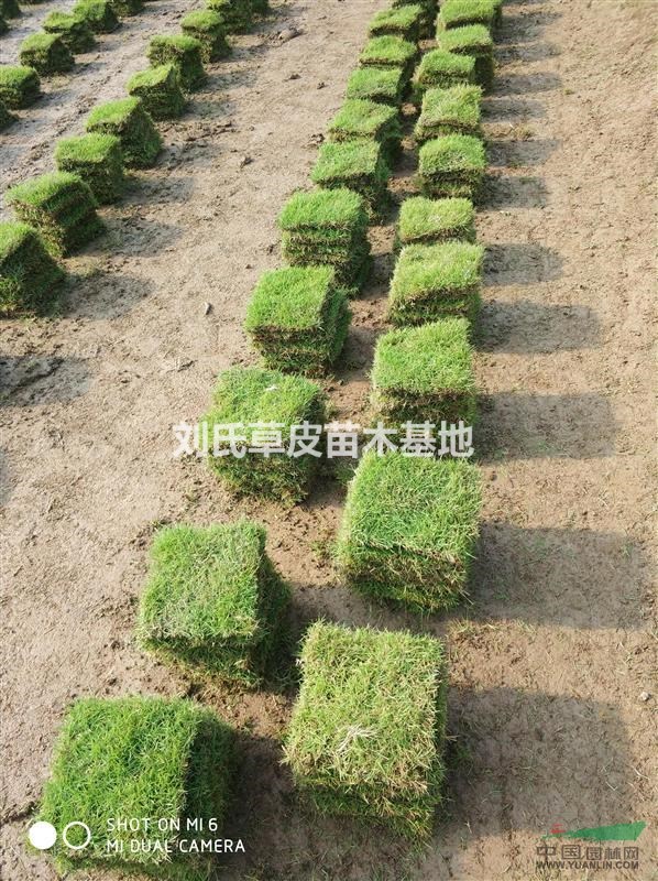 湖南草皮退化如何更新與修復(fù)