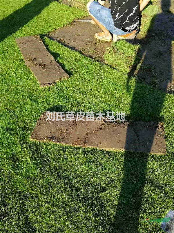 湖南草皮退化如何更新與修復(fù)
